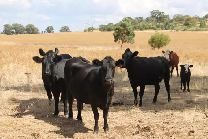 Main view of Homely rural property listing, Address available on request