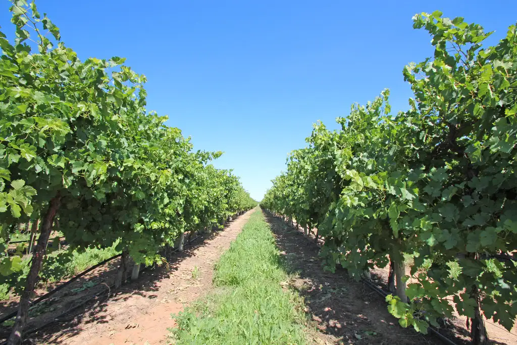 Main view of Homely land listing, Lot 2 Kulkyne, Renmark SA 5341