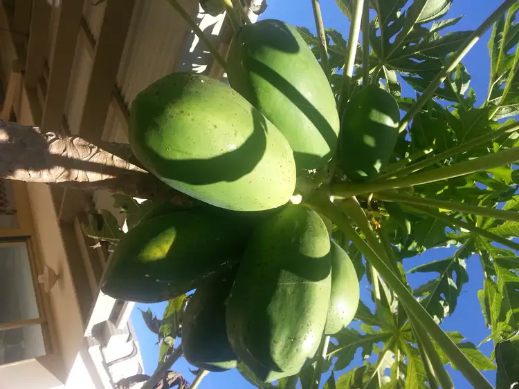 Second view of Homely house listing, 21 Pacific View Drive, Tinbeerwah QLD 4563