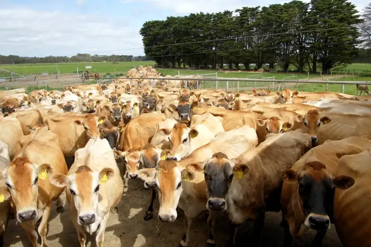 Fourth view of Homely rural property listing, 5583 Princes Highway, Boorcan VIC 3265