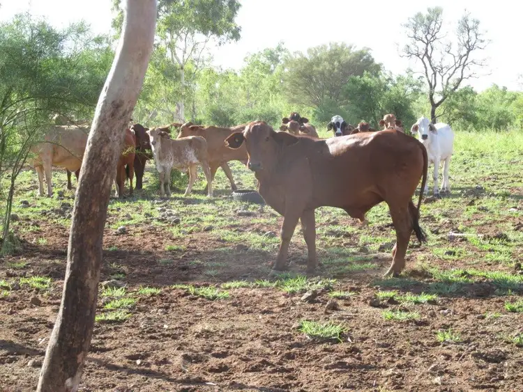 Third view of Homely rural property listing, - Via Wauchope, Alice Springs NT 870
