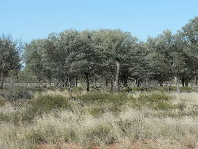 Sixth view of Homely rural property listing, 4730 Murra Murra Road, Cunnamulla QLD 4490