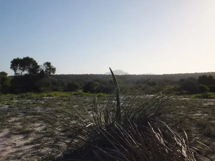 232 Banksia