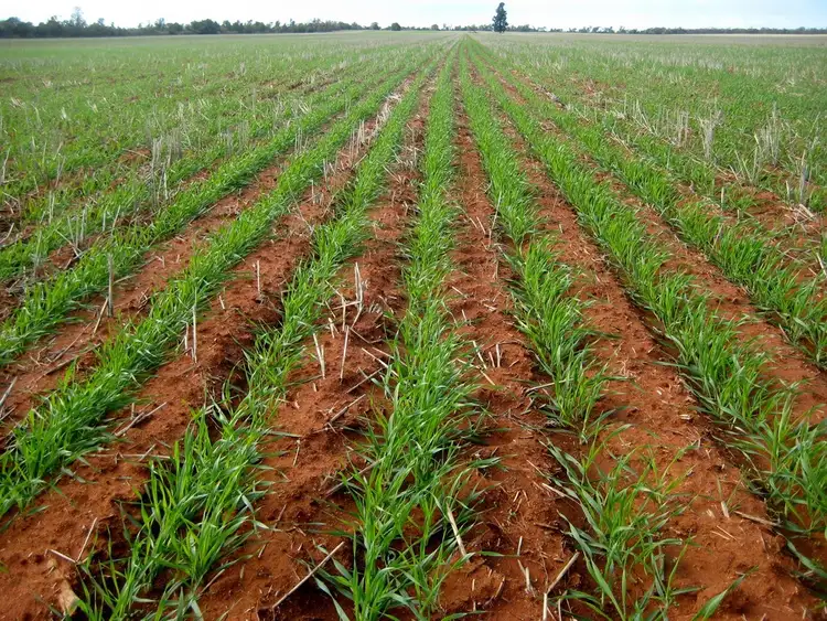 Seventh view of Homely rural property listing, "Flynns" and "Fork Log", Goolgowi NSW 2652