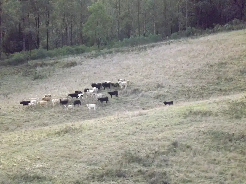 Main view of Homely rural property listing, 317 GARNETS TRACK / JARRAMOND, Orbost VIC 3888