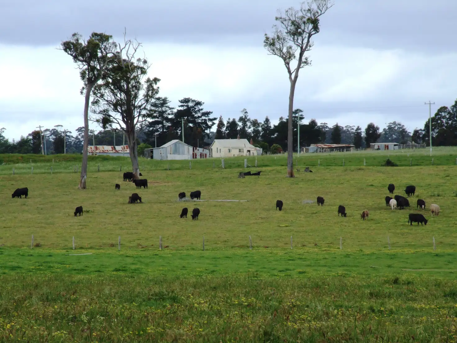 Main view of Homely rural property listing, 384 West Boundary Road, Manjimup WA 6258