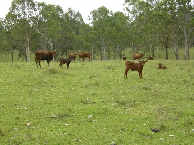 Third view of Homely rural property listing, 342 Four Mile Lane, Clarenza NSW 2460