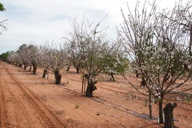 Second view of Homely land listing, Lot 2 Kingston Road PYAP via, Loxton SA 5333