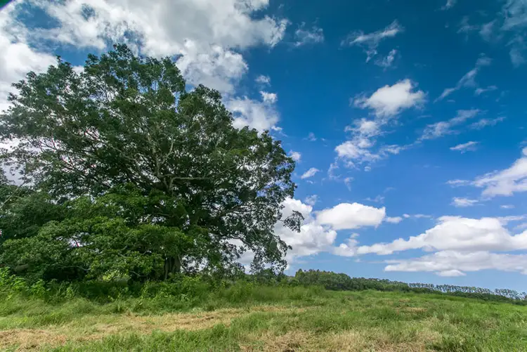 Fourth view of Homely land listing, # 939 Booyong Rd, Clunes NSW 2480