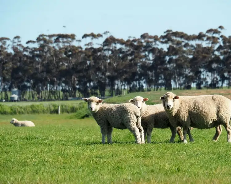 Second view of Homely rural property listing, - Chatsworth Road, Derrinallum VIC 3325