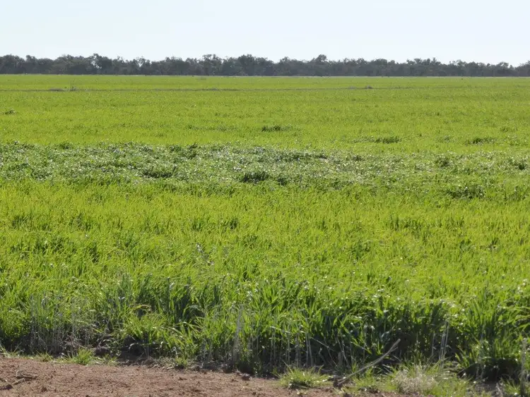 Sixth view of Homely rural property listing, - Buncrana East, Jerilderie NSW 2716