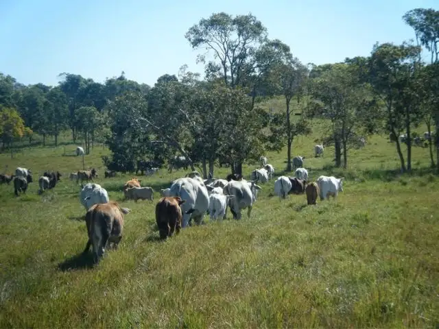 Main view of Homely rural property listing, . Madges Road, Bungundarra QLD 4703