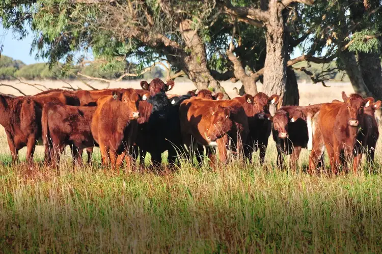 Fifth view of Homely rural property listing, 1884 Old Naracoorte Road, Robe SA 5276