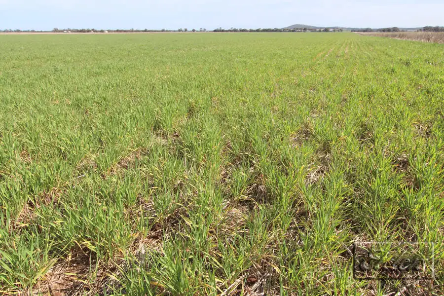 Main view of Homely rural property listing, Cnr St Arnaud-Wycheproof Rd & Charlton-Jeffcott Rd, Wooroonook VIC 3525