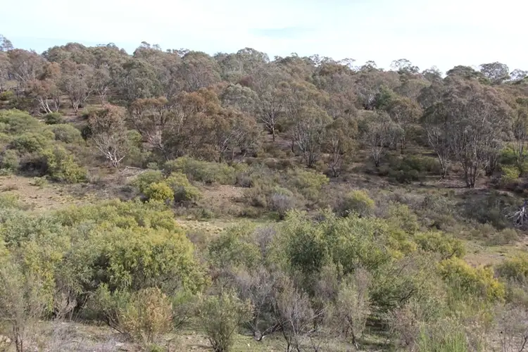 Fourth view of Homely rural property listing, 205 Wylchris Lane, Mount Rankin NSW 2795