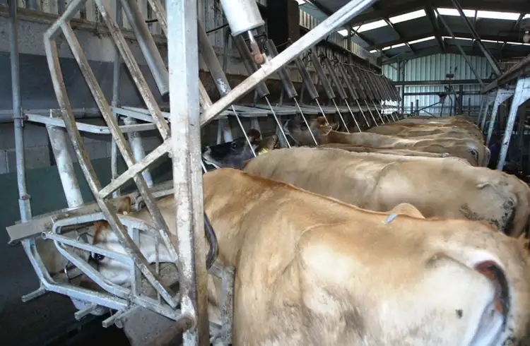 Fifth view of Homely rural property listing, 5583 Princes Highway, Boorcan VIC 3265