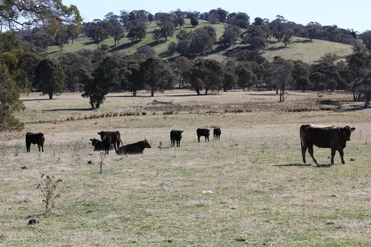 Fifth view of Homely rural property listing, 1693 Nowendoc Road, Niangala NSW 2354