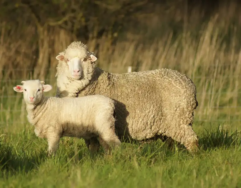 Main view of Homely rural property listing, 966 Glenthompson-Caramut Road, Caramut VIC 3274