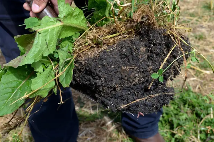 Sixth view of Homely rural property listing, 204 Majors Road, Millicent SA 5280