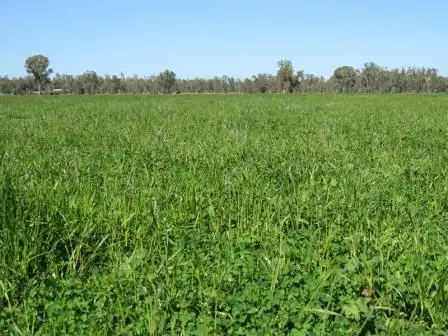 Main view of Homely rural property listing, 703 Colligen Creek Road, Deniliquin NSW 2710