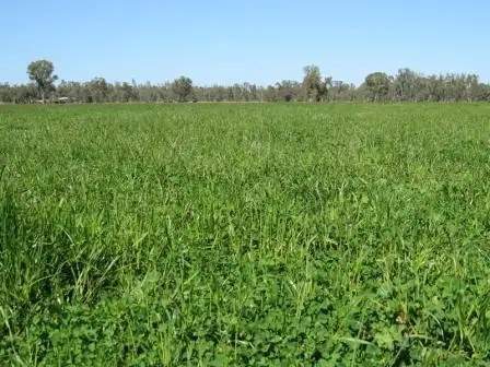 Main view of Homely rural property listing, 703 Colligen Creek Road, Deniliquin NSW 2710