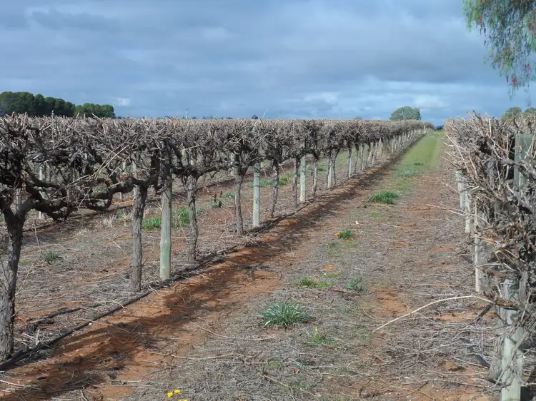 Third view of Homely rural property listing, Lot 524 Balfour Ogilvy Avenue, Loxton SA 5333