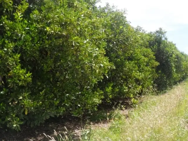 Second view of Homely land listing, Lot 55 & 88 ANDERSON RD, Loxton SA 5333