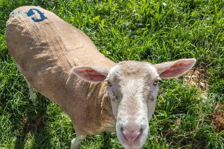 Fourth view of Homely house listing, 117 Cascades Road, Metcalfe VIC 3448