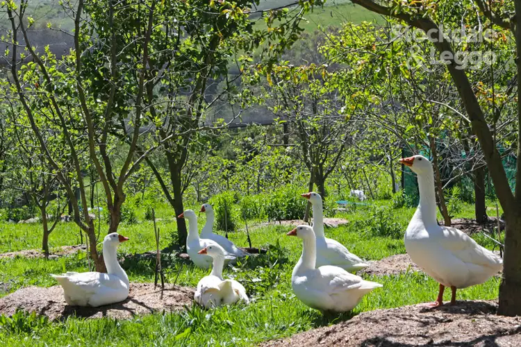 Seventh view of Homely rural property listing, 30 Hydes Road, Koorooman VIC 3953