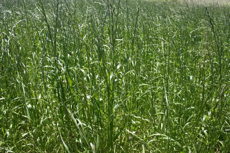 Sixth view of Homely rural property listing, Cnr Henningson & Hill Road, Yahl SA 5291