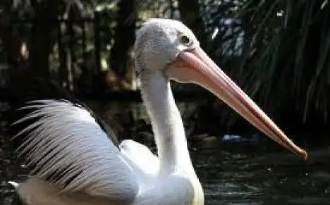 5 Boorana Close, Killarney Vale NSW 2261