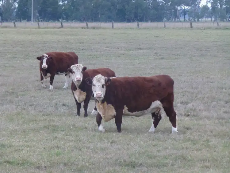 Main view of Homely rural property listing, CA 6 Section D Parish of Nindoo, Fernbank VIC 3864