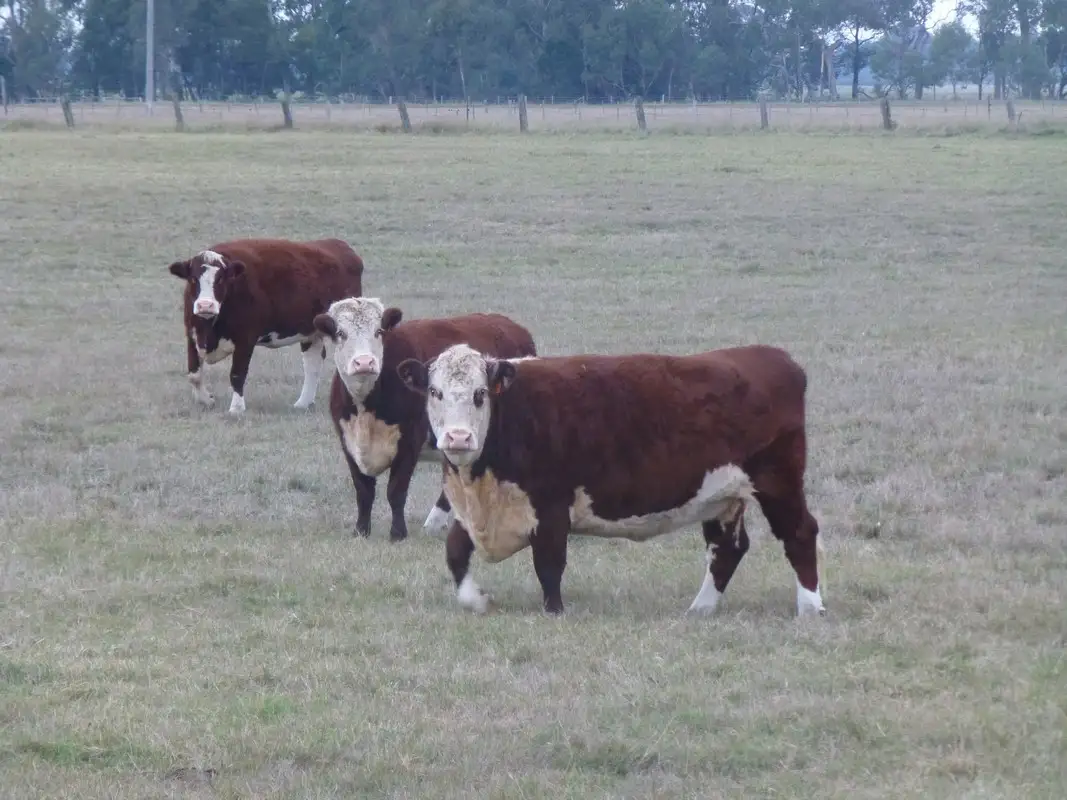 Main view of Homely rural property listing, CA 6 Section D Parish of Nindoo, Fernbank VIC 3864