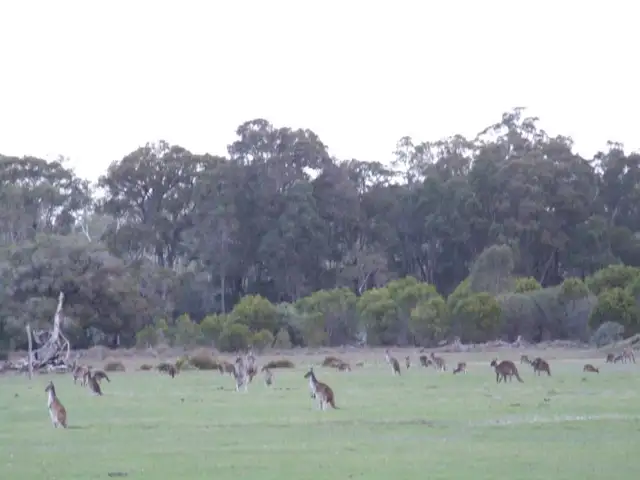 Second view of Homely rural property listing, 338 Junction Road, Manjimup WA 6258