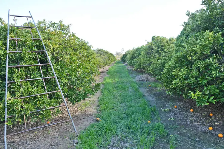 Third view of Homely land listing, Lot 6 Channel Road, Curlwaa NSW 2648