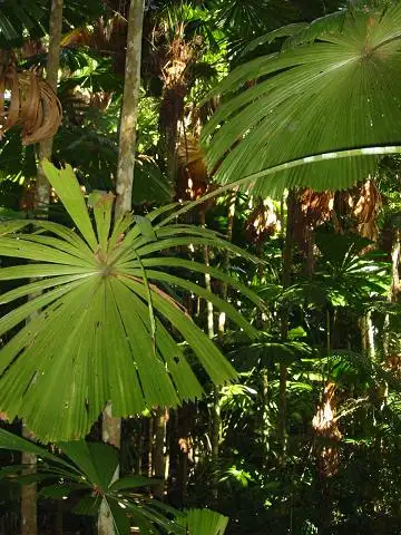 Sixth view of Homely land listing, Lot 13 Forest Creek Road FOREST CREEK, Daintree QLD 4873