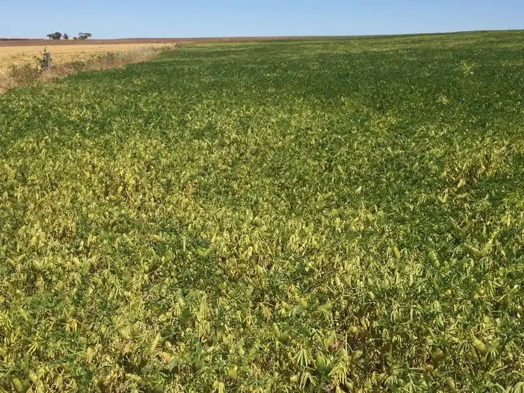 Fifth view of Homely rural property listing, Allotment 1 Chilman's Road, Port Neill SA 5604