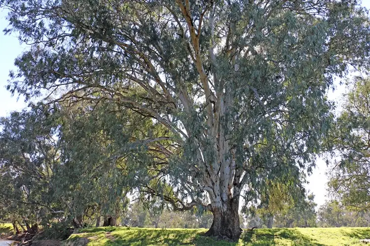 Sixth view of Homely rural property listing, 'The Island' Trabants Road, Bonegilla VIC 3691