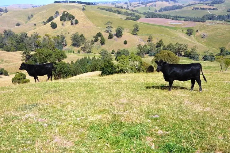 Fourth view of Homely rural property listing, 200 Sullivans Road, Korumburra VIC 3950