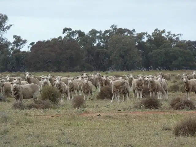 Seventh view of Homely rural property listing, - Barham-Deniliquin Rd, Caldwell NSW 2710