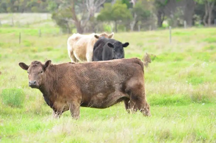 Main view of Homely rural property listing, Section 208 Main South Eastern Rd, Robe SA 5276