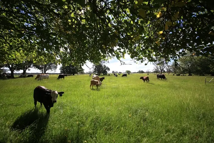 Third view of Homely rural property listing, 572 Coldstream Road, Ulmarra NSW 2462