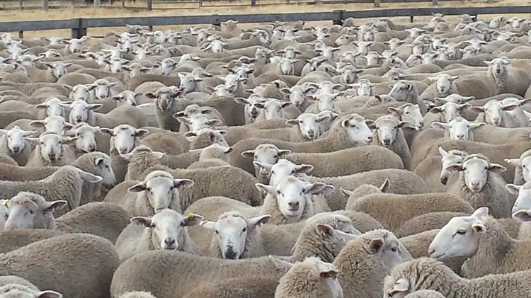 Second view of Homely rural property listing, 3837 Esk Main Road, Fingal TAS 7214