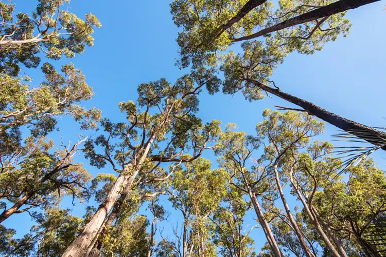 Fourth view of Homely land listing, Lot 39 (28) Tinglewood Court, Cowaramup WA 6284