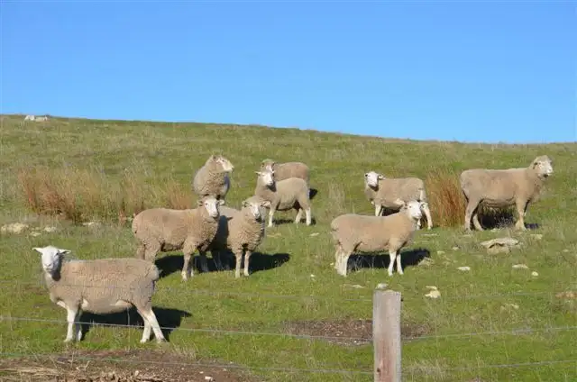 Third view of Homely rural property listing, Allot 5 Powells Road, Nora Creina SA 5276