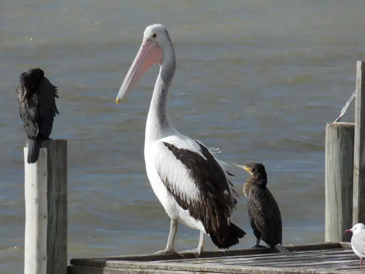 Fourth view of Homely land listing, Lot 33 Tarella Street, Milang SA 5256