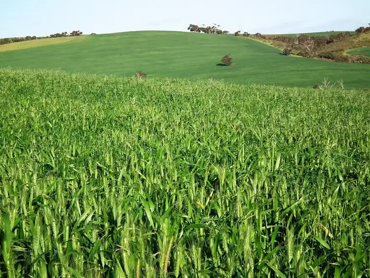 Sixth view of Homely rural property listing, 180 Strawberry Hill Road, Wanilla SA 5607