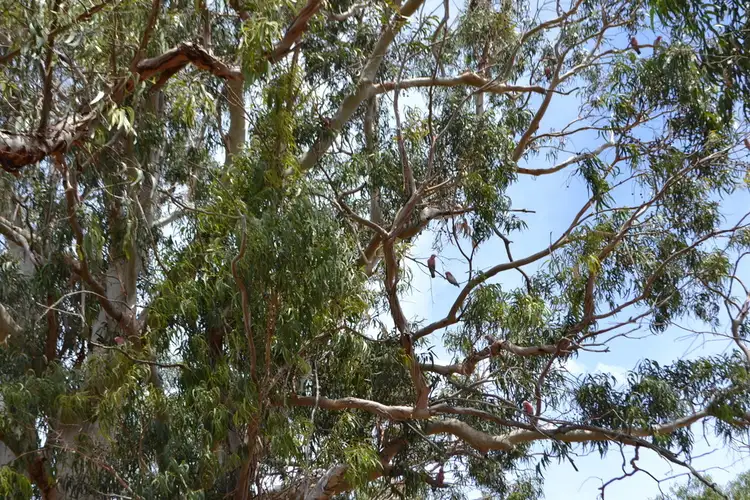 Fifth view of Homely land listing, 115 Happy Valley Road, Port Lincoln SA 5606