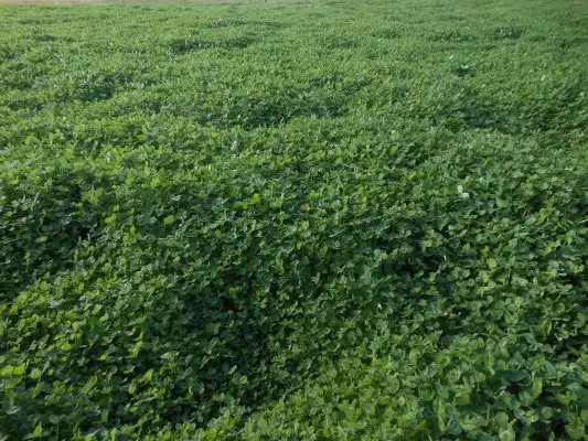 Seventh view of Homely rural property listing, Lot 3 360 Robinsons, Young NSW 2594