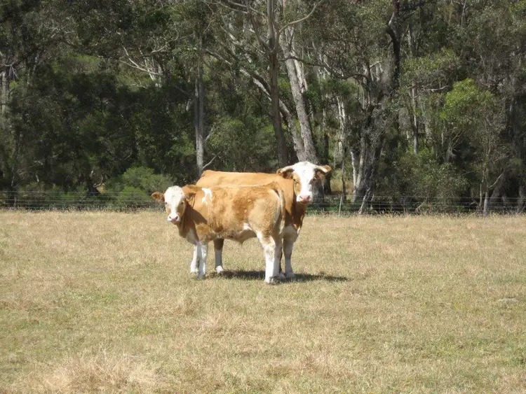 Sixth view of Homely rural property listing, 88 Denmark/Mount Barker, Denbarker WA 6324